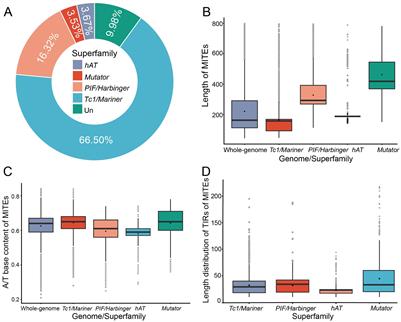 Genome-wide characterization and evolution analysis of miniature inverted-repeat transposable elements in Barley (Hordeum vulgare)